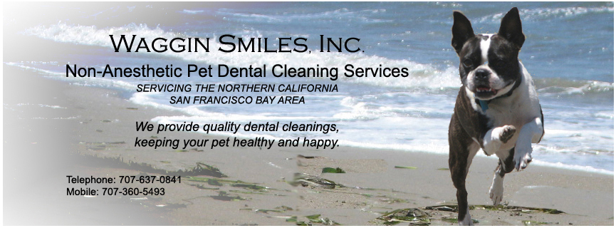 non-anesthetic teeth cleaning for dogs san diego